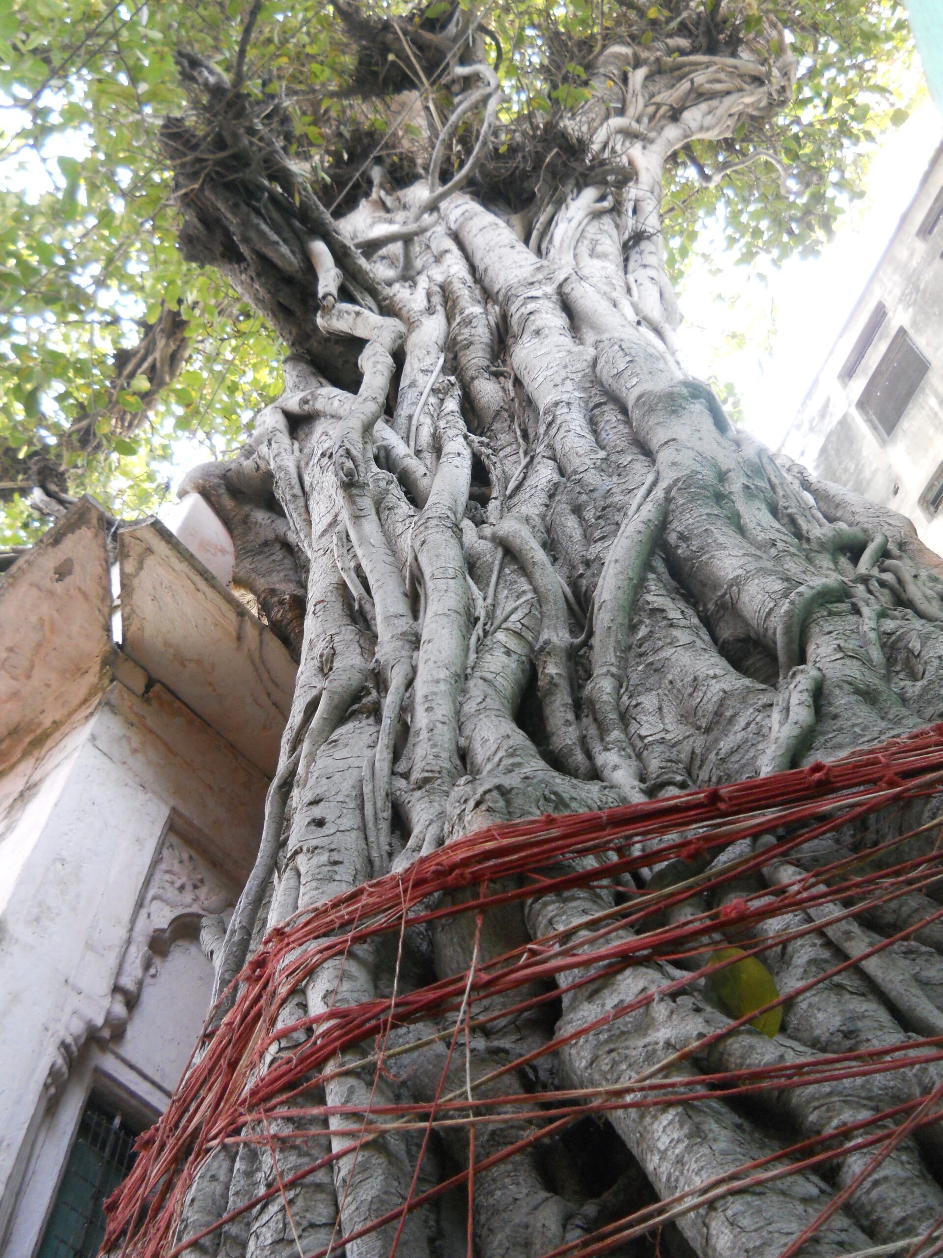Street temple. Sacred tree