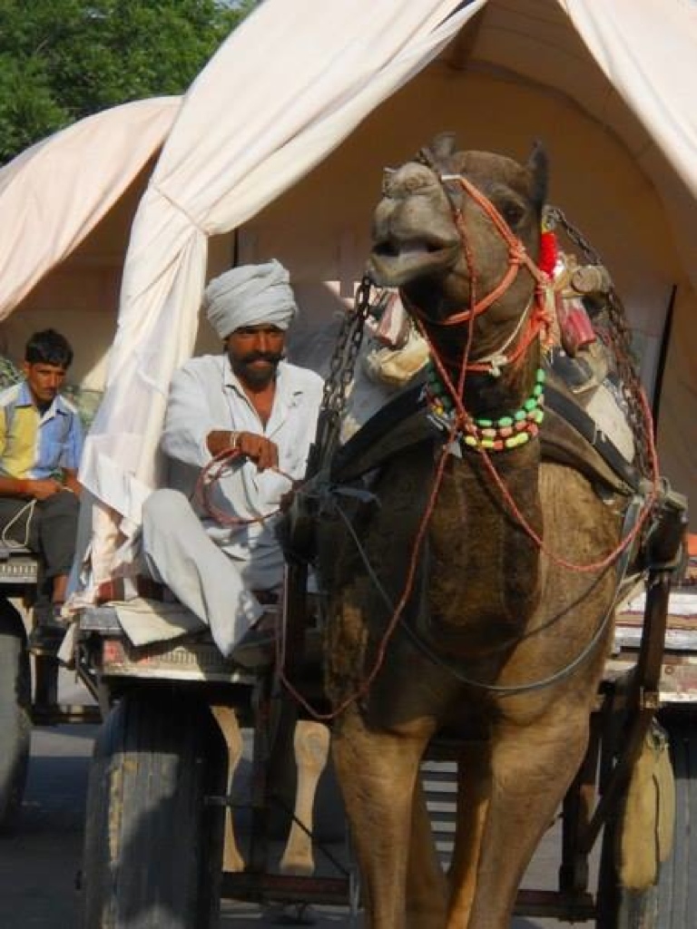 Rajasthan camel safari and visit the rat temple outside Jaipur, The Pink City