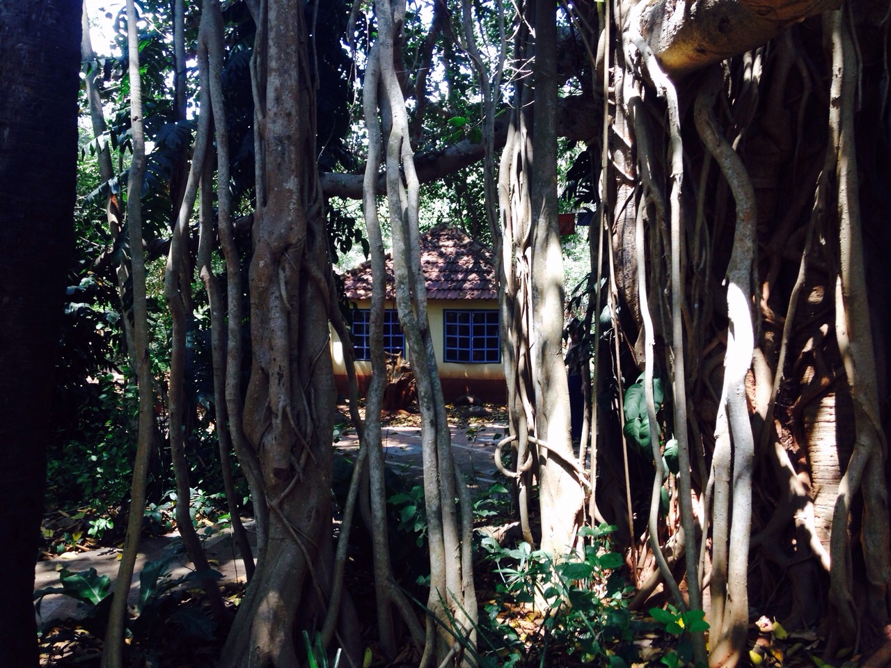 Banyan grove where the spirits live