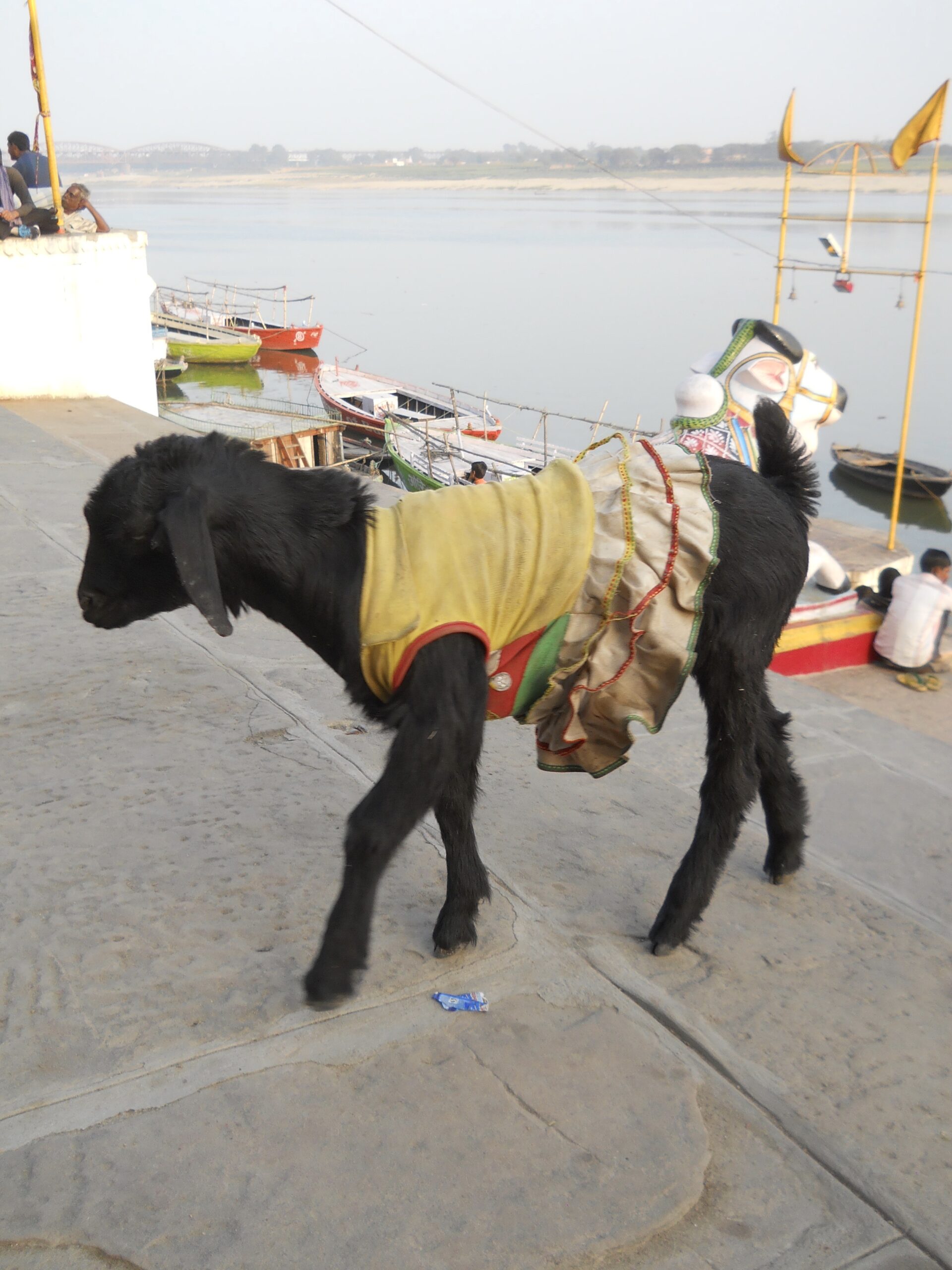 Varanasi goats in dresses